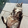 animal, cat, cute, domestic_animal, feline, floor, fluffy, fur, indoor, lying_down, mammal, paw, pet, relaxed, resting, shadow, sunlight, tabby, tile, whiskers