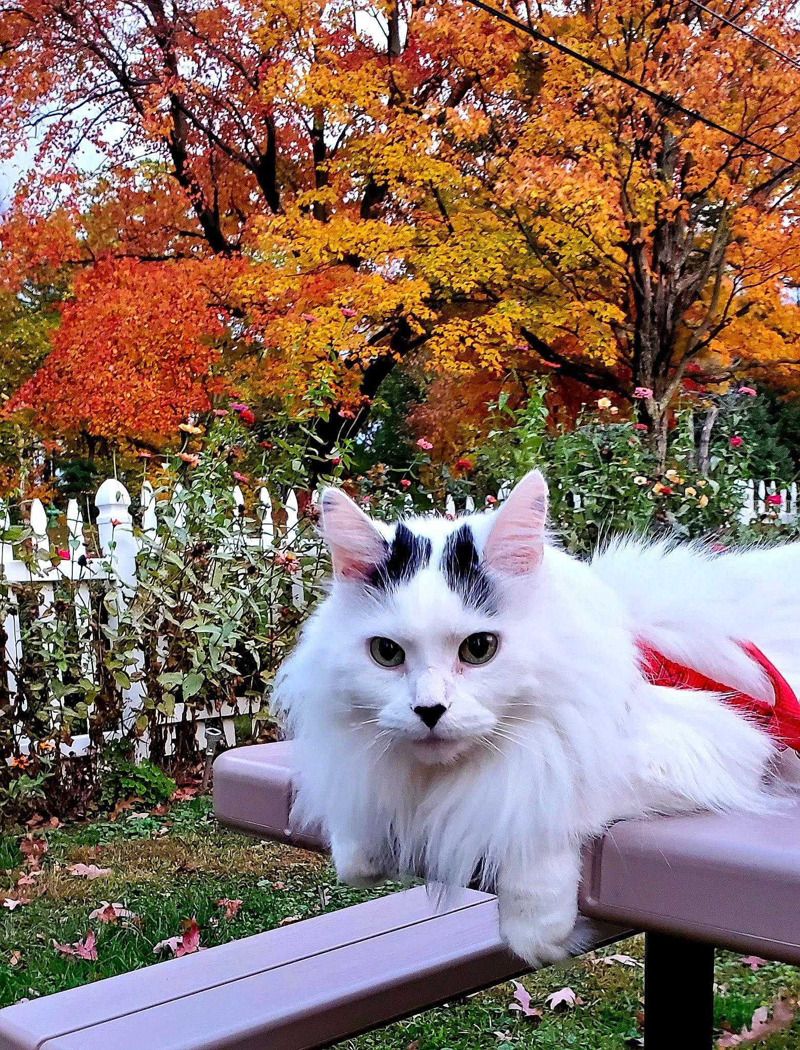 Andy joined the competition — help win amazing prizes! autumn, carnivore, cat, companion_dog, deciduous, felidae, fur, grass, home_fencing, leaf, plant, ragdoll, sitting, small_to_medium_sized_cats, tail, tree, twig, whiskers