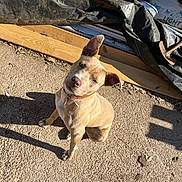 Baby Aka Fefe joined the competition — help win amazing prizes! dog, tan_dog, sitting, outdoor, sunlight, ear_flopped, ear_perked, concrete, wooden_planks, black_tarp, shadow, collar, pet, animal, daylight, backyard, casual, scruffy, ground, curious