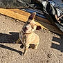 dog, tan_dog, sitting, outdoor, sunlight, ear_flopped, ear_perked, concrete, wooden_planks, black_tarp, shadow, collar, pet, animal, daylight, backyard, casual, scruffy, ground, curious