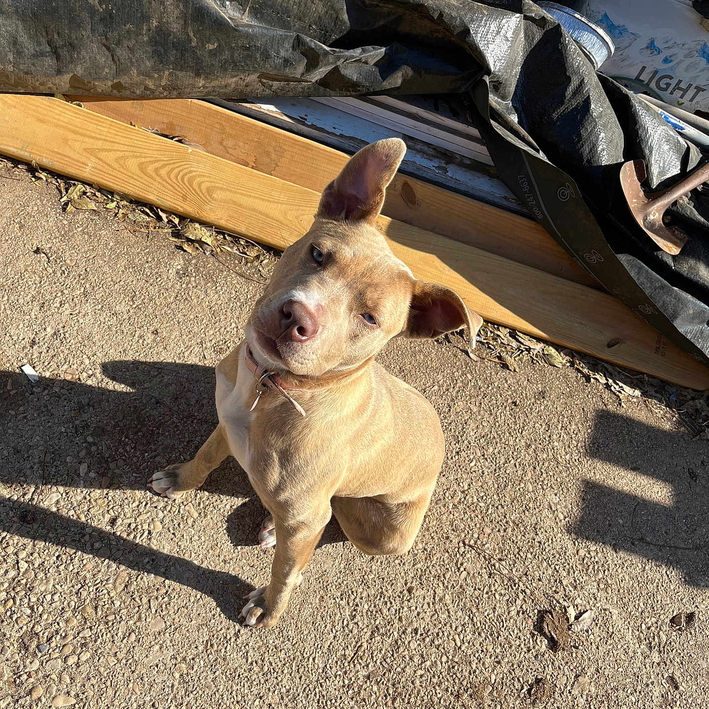Baby Aka Fefe joined the competition — help win amazing prizes! animal, backyard, black_tarp, casual, collar, concrete, curious, daylight, dog, ear_flopped, ear_perked, ground, outdoor, pet, scruffy, shadow, sitting, sunlight, tan_dog, wooden_planks