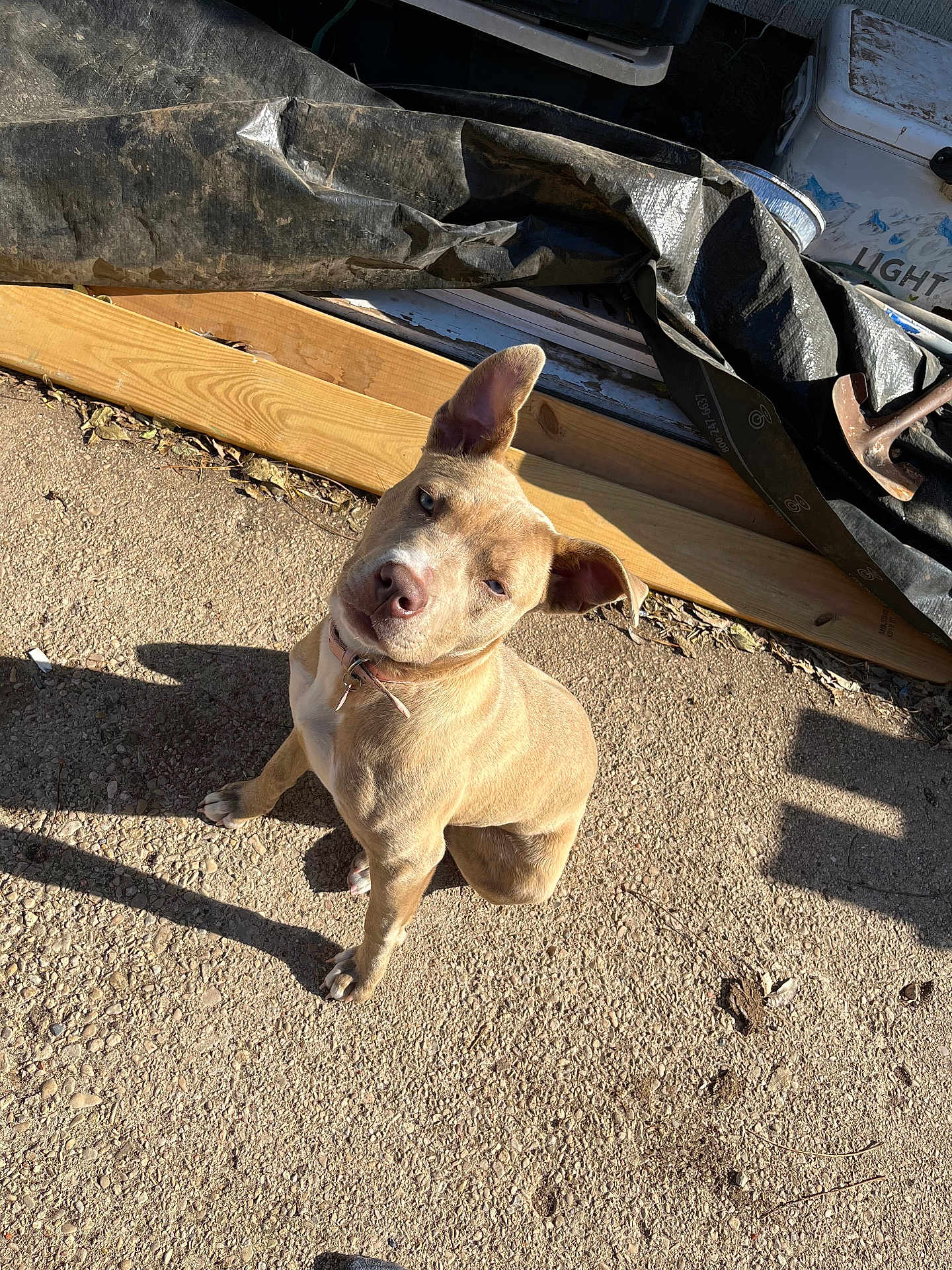 Baby Aka Fefe joined the competition — help win amazing prizes! dog, tan_dog, sitting, outdoor, sunlight, ear_flopped, ear_perked, concrete, wooden_planks, black_tarp, shadow, collar, pet, animal, daylight, backyard, casual, scruffy, ground, curious
