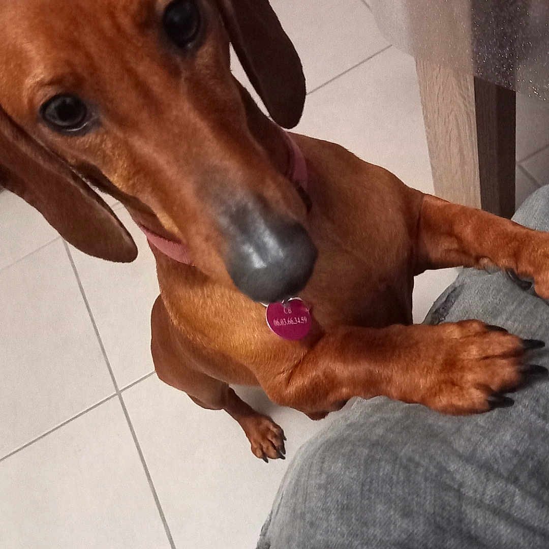 Christine Barjavel a rejoint le concours — aidez-le/la à gagner de superbes lots ! accessories, adult, animal, beagle, canine, clothing, couch, dog, furniture, homedecor, hound, labradorretriever, male, man, pants, person, pet, pointer, puppy, snout