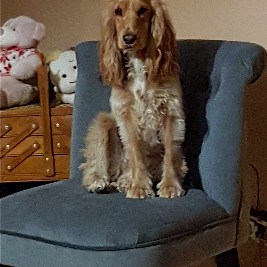 Maya participe au concours pour gagner de l'argent avec cette photo : animal, architecture, armchair, canine, chair, cockerspaniel, cushion, desk, dog, drawer, furniture, homedecor, hound, pet, poodle, puppy, table, teddybear, terrier, toy