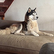 Lucky participe au concours pour gagner de l'argent avec cette photo : dog, husky, couch, indoor, furniture, stairs, pet, canine, fur, animal, relaxing, home, floor, wall, ears, tail, muzzle, snout, paw, laying_down