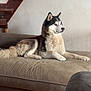 dog, husky, couch, indoor, furniture, stairs, pet, canine, fur, animal, relaxing, home, floor, wall, ears, tail, muzzle, snout, paw, laying_down