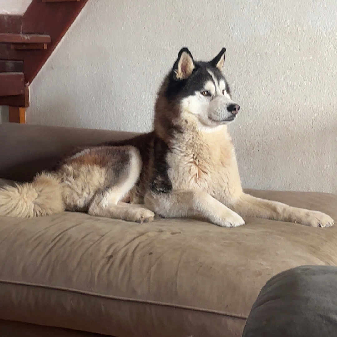 Lucky participe au concours pour gagner de l'argent avec cette photo : animal, canine, couch, dog, ears, floor, fur, furniture, home, husky, indoor, laying_down, muzzle, paw, pet, relaxing, snout, stairs, tail, wall