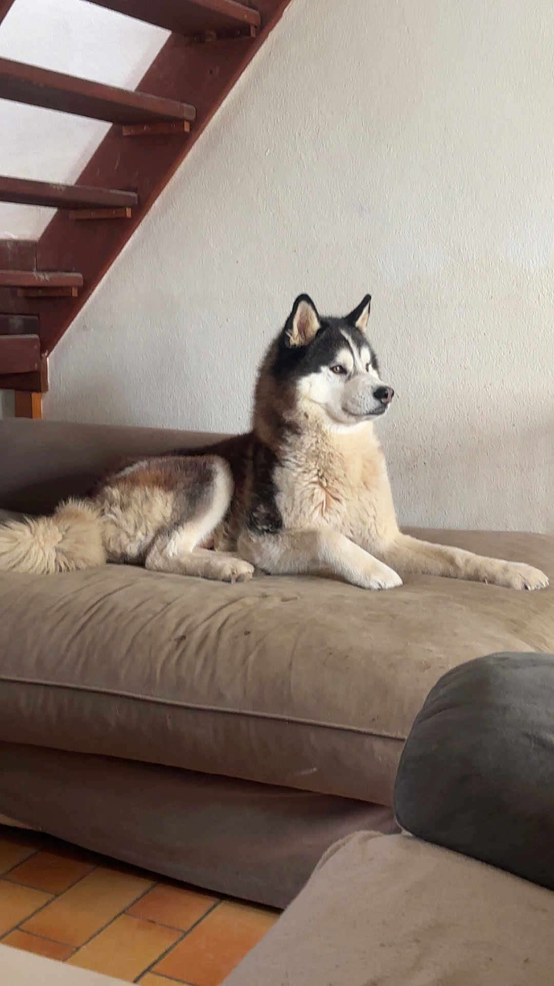 Lucky participe au concours pour gagner de l'argent avec cette photo : dog, husky, couch, indoor, furniture, stairs, pet, canine, fur, animal, relaxing, home, floor, wall, ears, tail, muzzle, snout, paw, laying_down