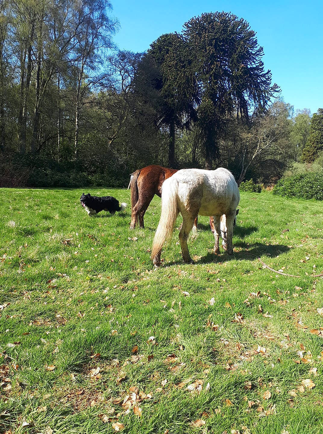 Cash is registered to the contest to win money with this photo: farm, foal, grass, grassland, grazing, horse, livestock, mammal, mane, mare, meadow, natural_landscape, pasture, pony, rural_area, shetland_pony, sky, spring, tree, vertebrate