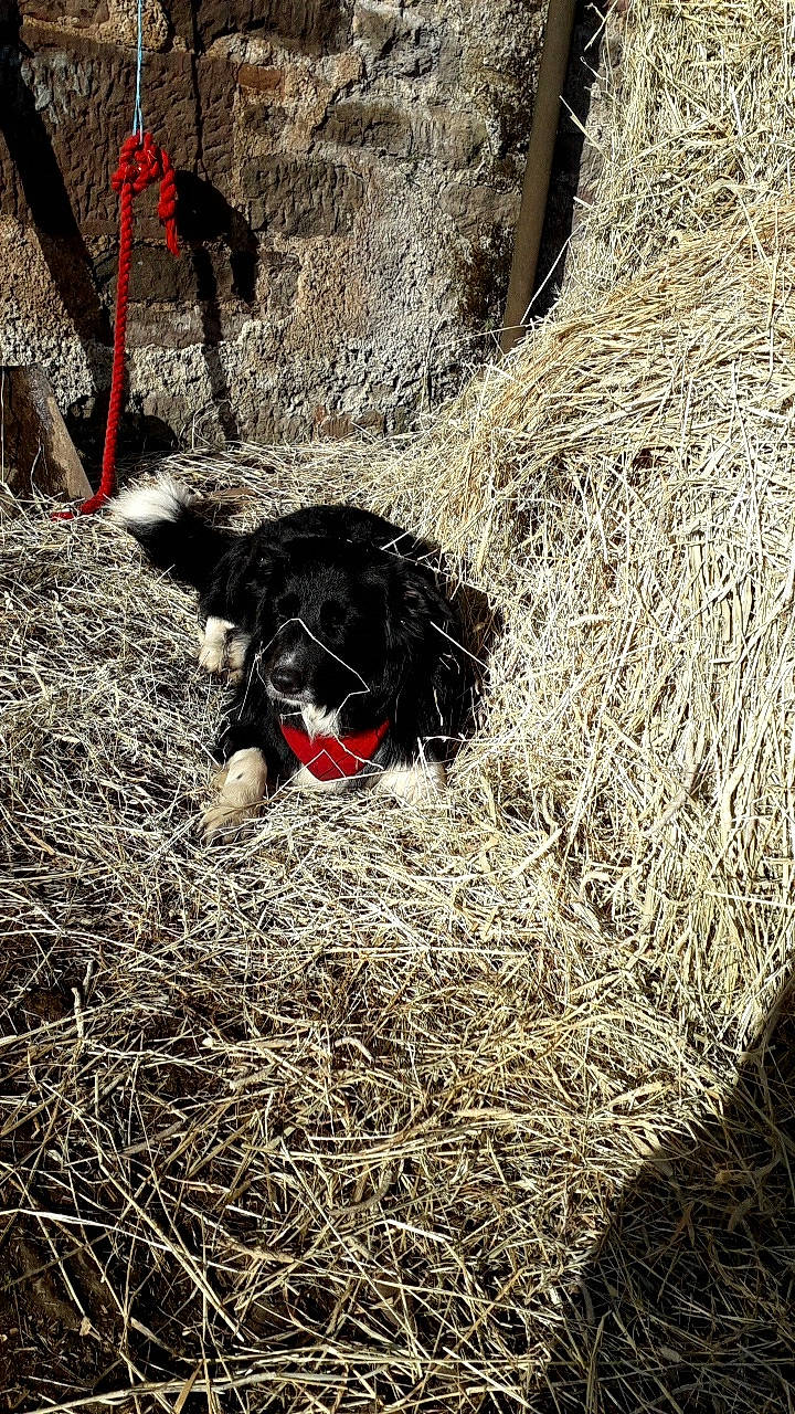 Cash is registered to the contest to win money with this photo: border_collie, canidae, grass, plant, soil, sporting_group, straw, tree