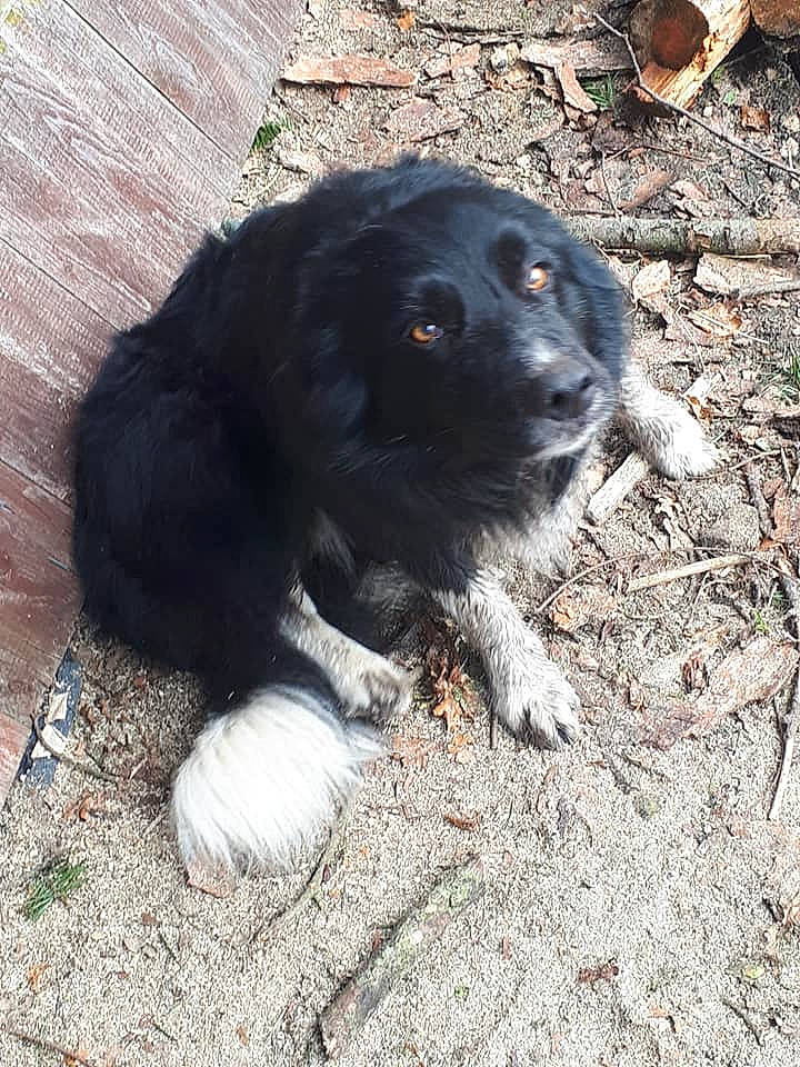 Cash is registered to the contest to win money with this photo: canidae, carnivore, dog, dog_breed, mammal, puppy, rare_breed_dog, snout, sporting_group, stabyhoun, vertebrate