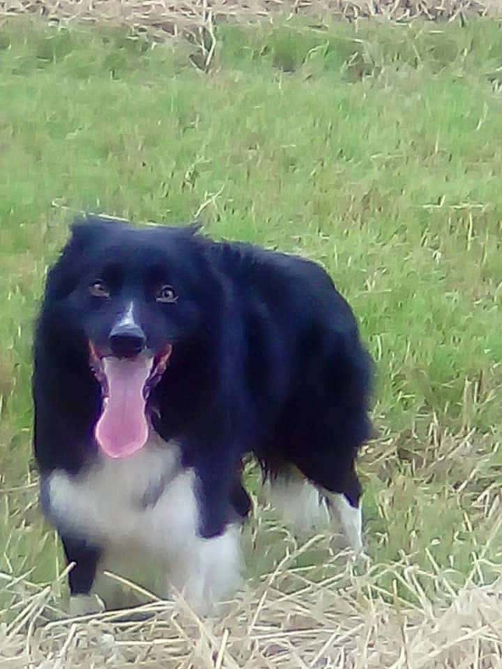 Cash is registered to the contest to win money with this photo: australian_shepherd, borador, border_collie, canidae, carnivore, dog, dog_breed, english_shepherd, herding_dog, mammal, russo_european_laika, snout, sporting_group, vertebrate