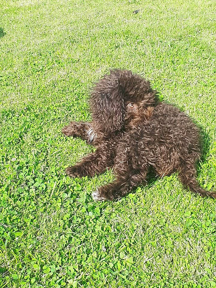 Orca joined the competition — help win amazing prizes! barbet, canidae, carnivore, cockapoo, dog, dog_breed, grass, labradoodle, lagotto_romagnolo, lawn, mammal, plant, portuguese_water_dog, pumi, spanish_water_dog, sporting_group, terrier