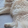 Pablo a rejoint le concours — aidez-le/la à gagner de superbes lots ! cat, fluffy, cream_color, long_hair, pet, indoor, floor, relaxed, lying_down, animal, feline, paw, ears, whiskers, tail, door, window, domestic, cute, calm