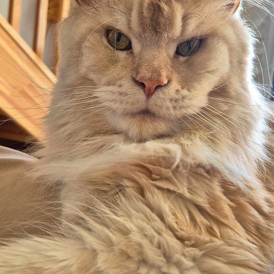Pablo