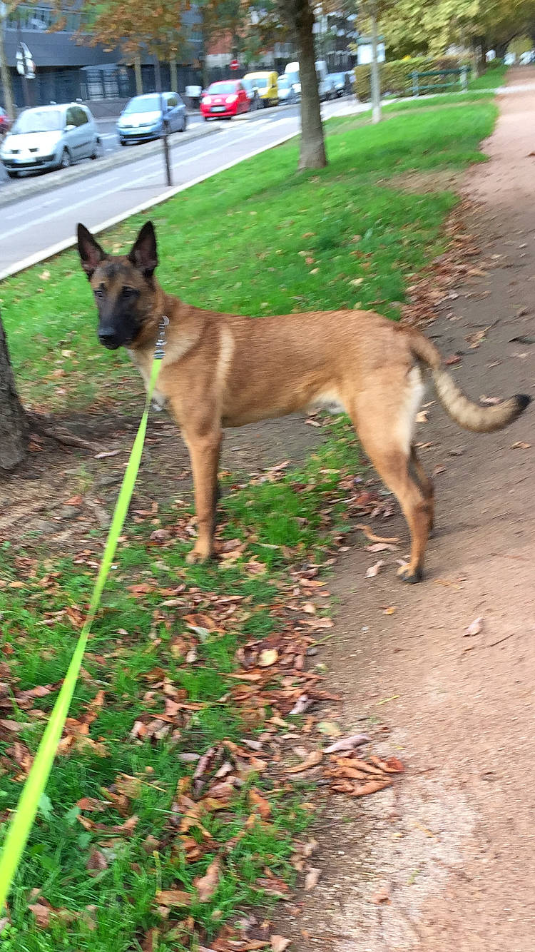 Thor a rejoint le concours — aidez-le/la à gagner de superbes lots ! car, carnivore, collar, companion_dog, dog, dog_breed, dog_supply, fawn, grass, pet_supply, plant, snout, sporting_group, tail, terrestrial_animal, tire, tree, vehicle, wheel, working_animal