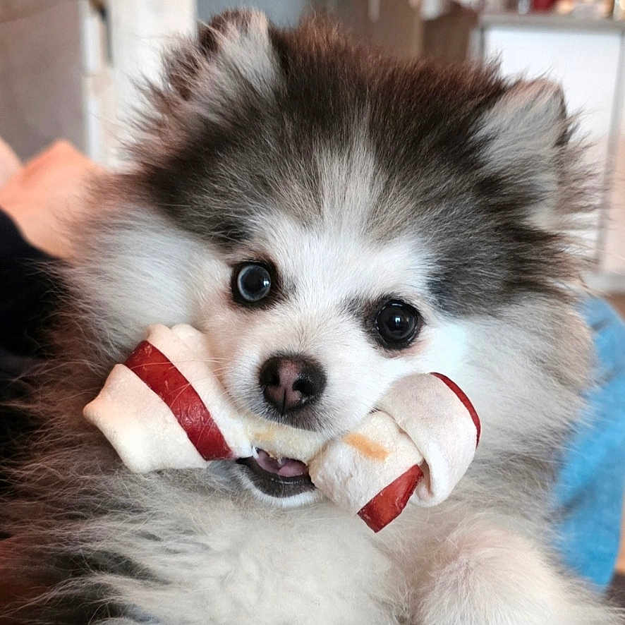 Aïko a rejoint le concours — aidez-le/la à gagner de superbes lots ! adorable, animal, bone, chewing, closeup, companion, cute, cute_pet, dog, domestic, face, fluffy, fur, home, indoor, nose, paw, pet, puppy, young