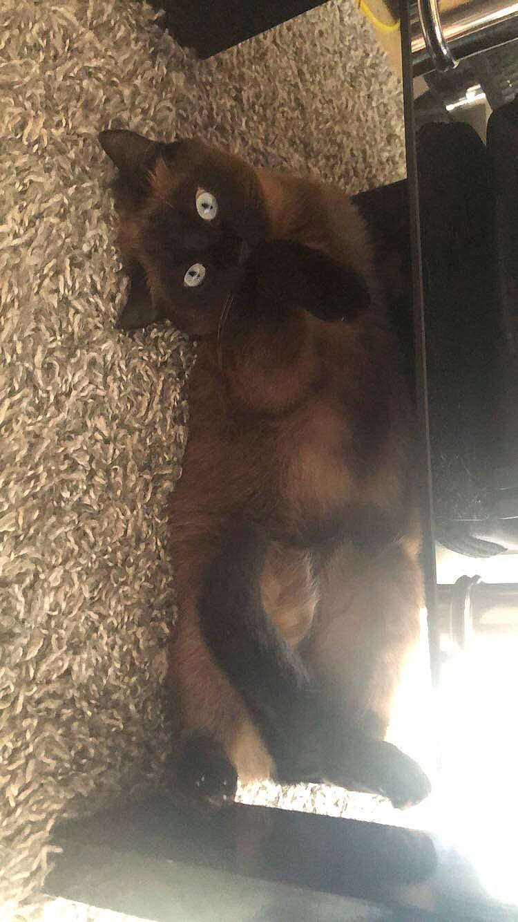 Friskette participe au concours pour gagner de l'argent avec cette photo : black_cat, bombay, british_shorthair, burmese, carnivore, cat, chartreux, felidae, kitten, korat, mammal, small_to_medium_sized_cats, tail, tonkinese, whiskers