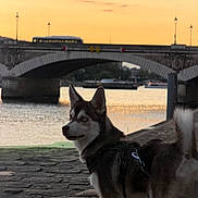 Oslo participe au concours pour gagner de l'argent avec cette photo : dog, husky, siberian_husky, canine, pet, animal, harness, outdoor, river, bridge, stone_bridge, sunset, golden_hour, city, architecture, water, boats, bus, pavement, portrait