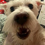 Maggie is registered to the contest to win money with this photo: dog, close_up, white_dog, fluffy, pet, animal, indoors, bedroom, carpet, open_closet, door, furniture, excited, nose, eyes, fur, mouth, teeth, room, household_items