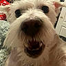 dog, close_up, white_dog, fluffy, pet, animal, indoors, bedroom, carpet, open_closet, door, furniture, excited, nose, eyes, fur, mouth, teeth, room, household_items