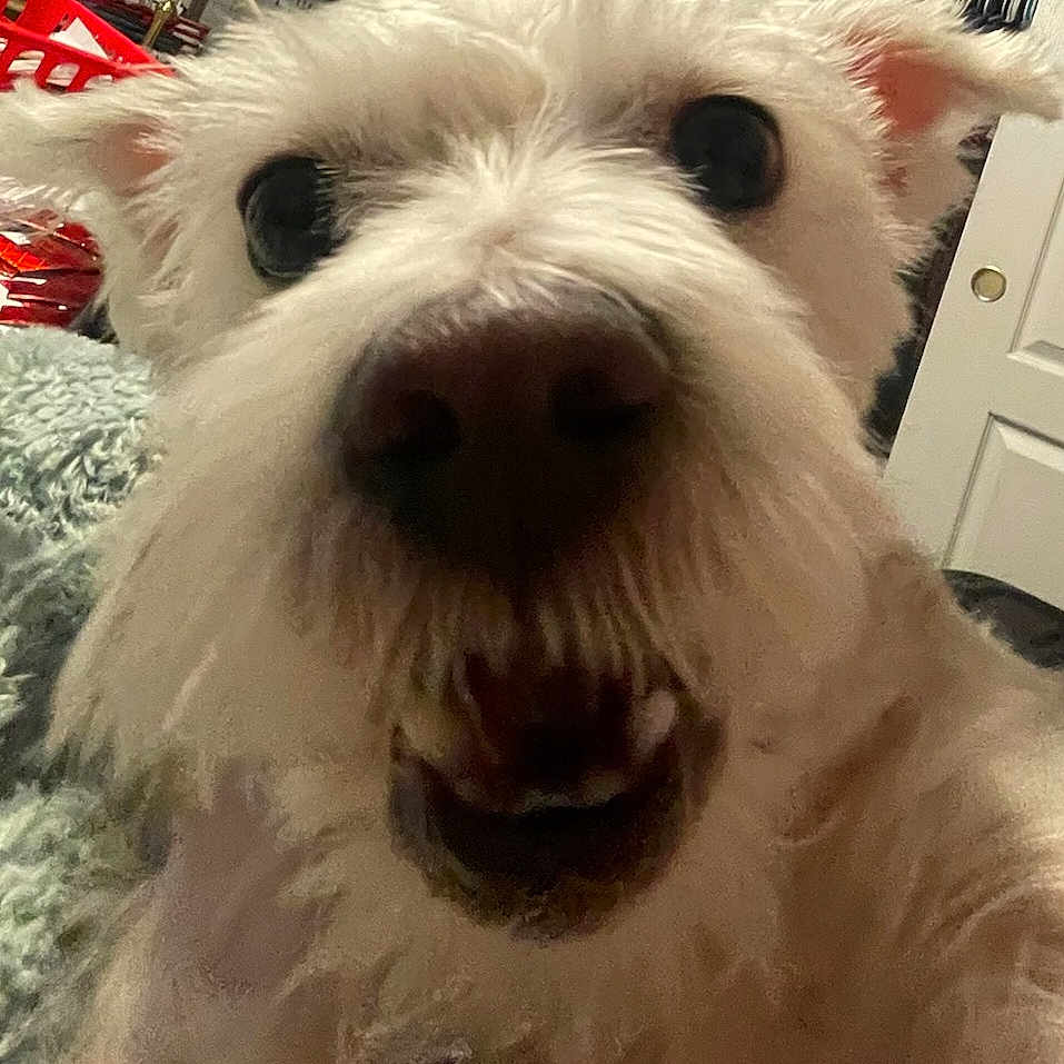 Maggie is registered to the contest to win money with this photo: dog, close_up, white_dog, fluffy, pet, animal, indoors, bedroom, carpet, open_closet, door, furniture, excited, nose, eyes, fur, mouth, teeth, room, household_items