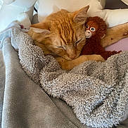 Mochi is registered to the contest to win money with this photo: cat, orange_cat, sleeping, blanket, plush_toy, stuffed_animal, cozy, indoor, resting, cute, pet, soft_texture, feline, cushion, snuggling, relaxation, fur, home, cute_pet, animal