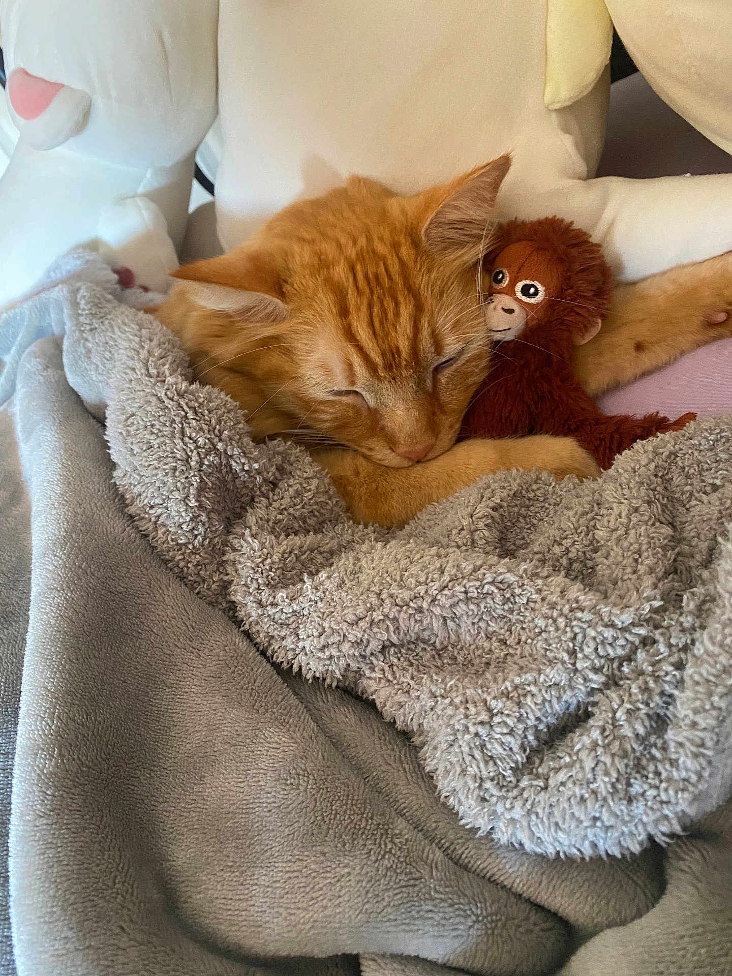 Mochi is registered to the contest to win money with this photo: cat, orange_cat, sleeping, blanket, plush_toy, stuffed_animal, cozy, indoor, resting, cute, pet, soft_texture, feline, cushion, snuggling, relaxation, fur, home, cute_pet, animal