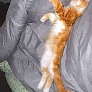 Sonron participe au concours pour gagner de l'argent avec cette photo : animal, bed, blanket, cat, cozy, cute, fur, furniture, gray, green, indoor, kitten, orange, paw, pet, relaxation, resting, sleeping, tail, white