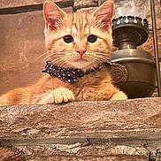 Woody is registered to the contest to win money with this photo: kitten, cat, orange_tabby, bandana, polka_dot, stone, ledges, lantern, vintage, rustic, fur, pet, animal, cute, indoors, closeup, whiskers, ears, eyes, relaxed