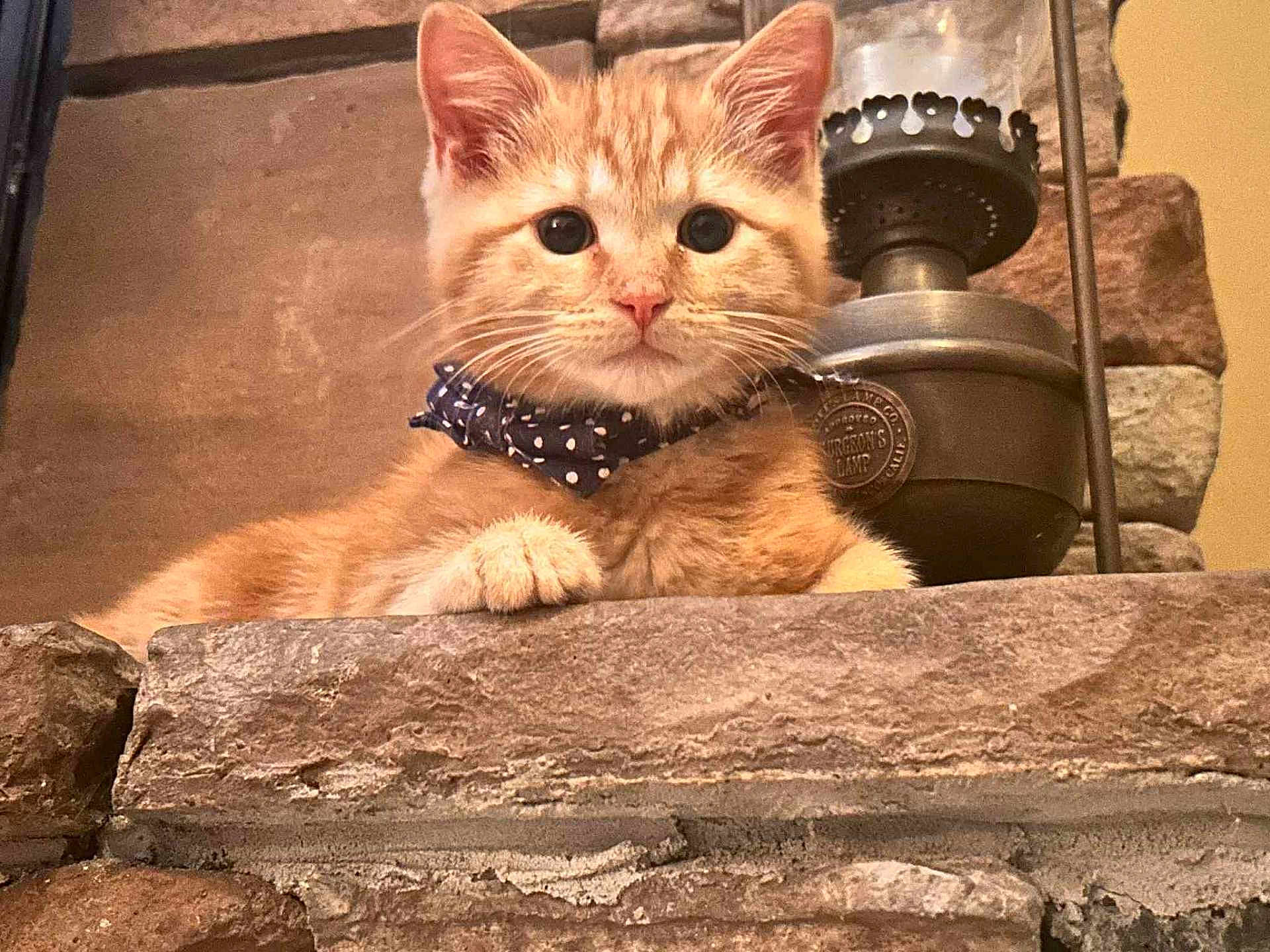 Woody is registered to the contest to win money with this photo: kitten, cat, orange_tabby, bandana, polka_dot, stone, ledges, lantern, vintage, rustic, fur, pet, animal, cute, indoors, closeup, whiskers, ears, eyes, relaxed