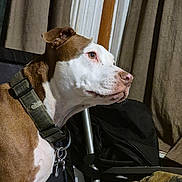 Adora joined the competition — help win amazing prizes! dog, brown, white, collar, indoor, curtains, pet, animal, side_profile, focused, domestic, canine, furniture, fabric, metal, keychain, ears, snout, eyes, muzzle