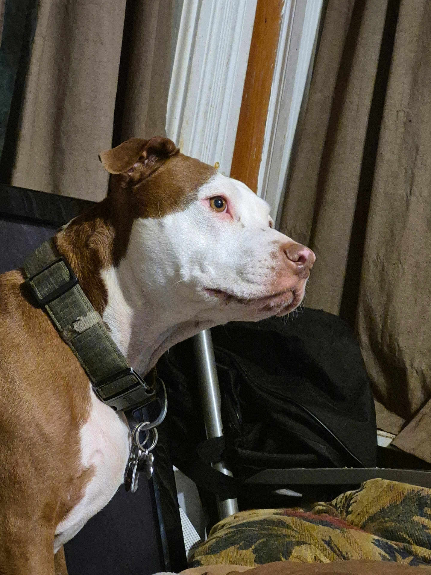 Adora joined the competition — help win amazing prizes! dog, brown, white, collar, indoor, curtains, pet, animal, side_profile, focused, domestic, canine, furniture, fabric, metal, keychain, ears, snout, eyes, muzzle