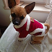 Arthus a rejoint le concours — aidez-le/la à gagner de superbes lots ! animal, blanket, clothing, coat, companion, curious, cute, dog, domestic_animal, ears, fur, indoor, pet, puppy, red_coat, sitting, small_dog, soft_surface, white_fur_trim, window