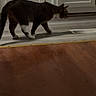 cat, tabby_cat, indoor, floor, wood_floor, tile_floor, walking, side_view, pet, animal, curious, quiet, home, cabinet, vent, domestic_cat, feline, mammal, four_legs, whiskers
