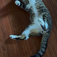 Reggie is registered to the contest to win money with this photo: cat, tabby, pet, animal, floor, wooden_floor, indoor, relaxing, lying_down, playful, paws, fur, whiskers, tail, domestic_animal, cute, resting, sleepy, mammal, house