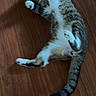 cat, tabby, pet, animal, floor, wooden_floor, indoor, relaxing, lying_down, playful, paws, fur, whiskers, tail, domestic_animal, cute, resting, sleepy, mammal, house