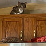 Reggie joined the competition — help win amazing prizes! cat, tabby_cat, wooden_cabinet, kitchen, indoor, pet_food, bag, stainless_steel, refrigerator, curious, feline, perched, looking_down, corner, household, domestic, animal, fur, whiskers, ears