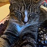Reggie is registered to the contest to win money with this photo: cat, tabby, pet, animal, fur, whiskers, sleeping, relaxed, indoor, closeup, paws, striped, cute, feline, collar, comfort, bed, domestic, mammal, resting