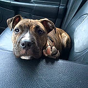 Reese joined the competition — help win amazing prizes! dog, puppy, brindle, car, car_interior, leather_seat, pet, animal, cute, young_dog, resting, looking_up, indoor, transportation, seat, canine, mammal, companion, adorable, fur