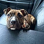 dog, puppy, brindle, car, car_interior, leather_seat, pet, animal, cute, young_dog, resting, looking_up, indoor, transportation, seat, canine, mammal, companion, adorable, fur