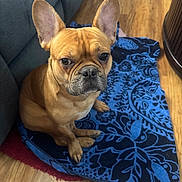 Cal is registered to the contest to win money with this photo: dog, french_bulldog, pet, indoor, blanket, blue, floor, wooden_floor, couch, sitting, ears, looking_up, canine, companion, fur, animal, domestic, cute, small_dog, portrait