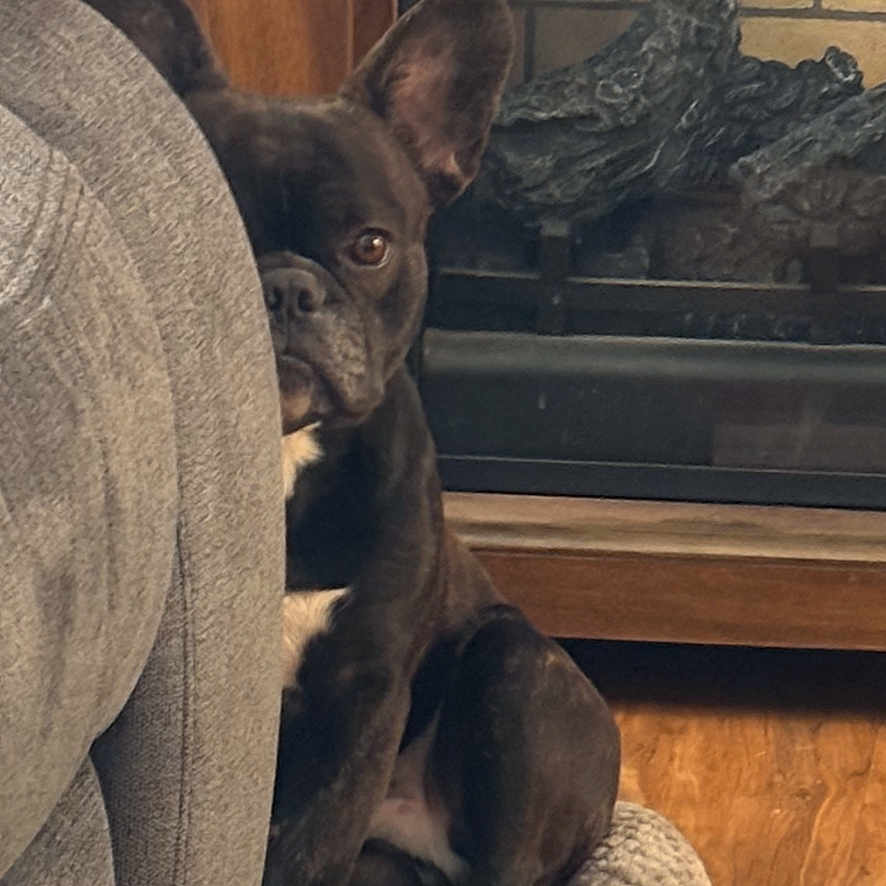 Ricky joined the competition — help win amazing prizes! dog, french_bulldog, pet_bed, couch, fireplace, wood_floor, indoor, curious, peeking, cozy, knitted_bed, brown_dog, ears, face, sitting, home, living_room, furniture, animal, cute