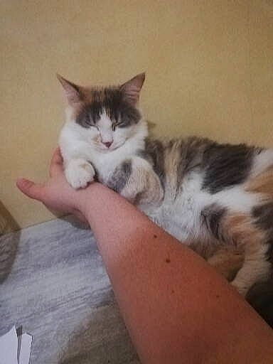 Pichu a rejoint le concours — aidez-le/la à gagner de superbes lots ! carnivore, cat, claw, comfort, domestic_short_haired_cat, felidae, flooring, foot, fur, hand, hardwood, human_leg, nail, nap, paw, small_to_medium_sized_cats, snout, tail, whiskers, wood