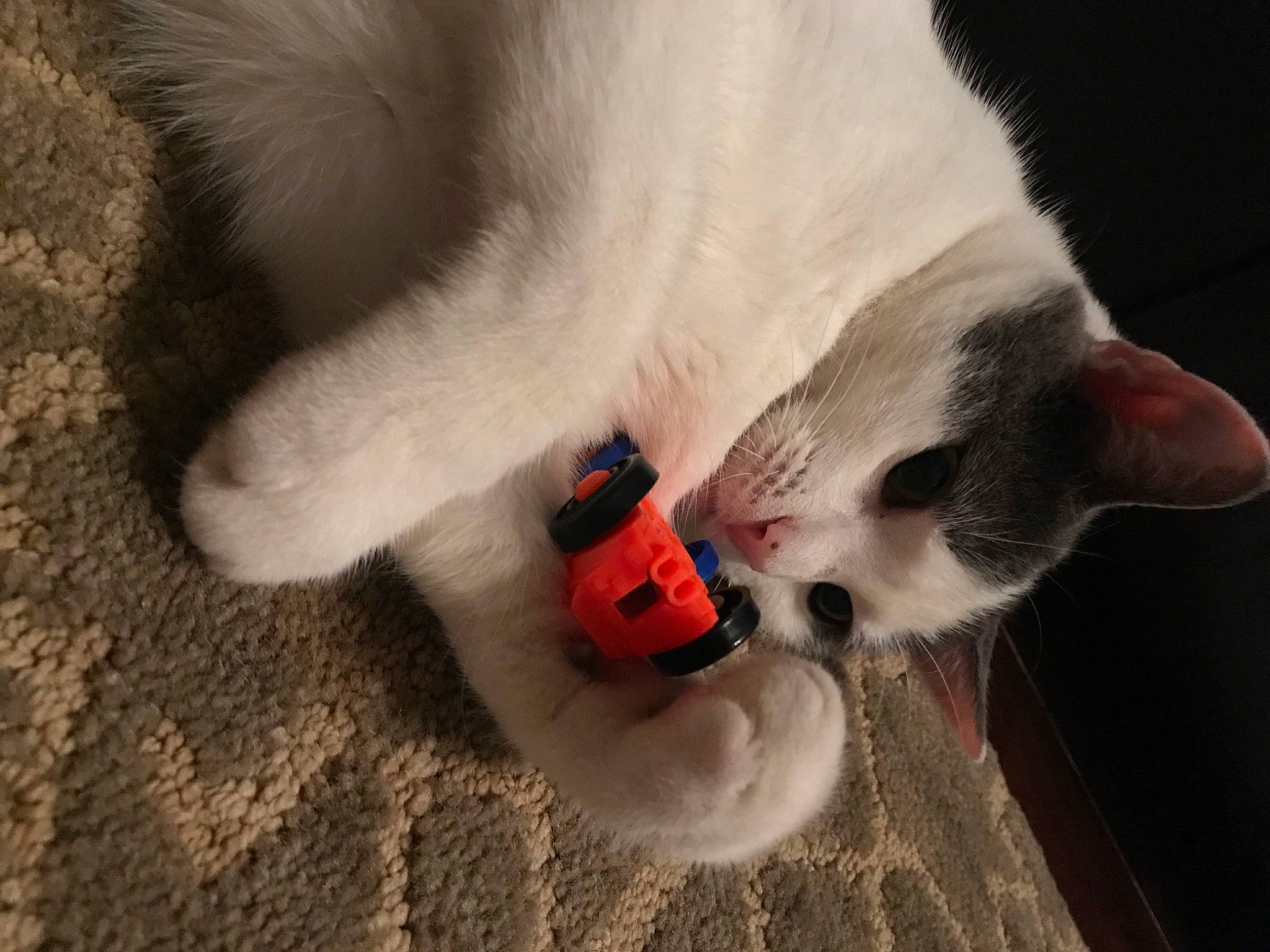 Furry Dennis joined the competition — help win amazing prizes! canidae, carnivore, cat, cat_toy, claw, collar, companion_dog, dog_breed, domestic_short_haired_cat, fang, felidae, fur, mammal, paw, pet_supply, small_to_medium_sized_cats, snout, sporting_group, tail, whiskers