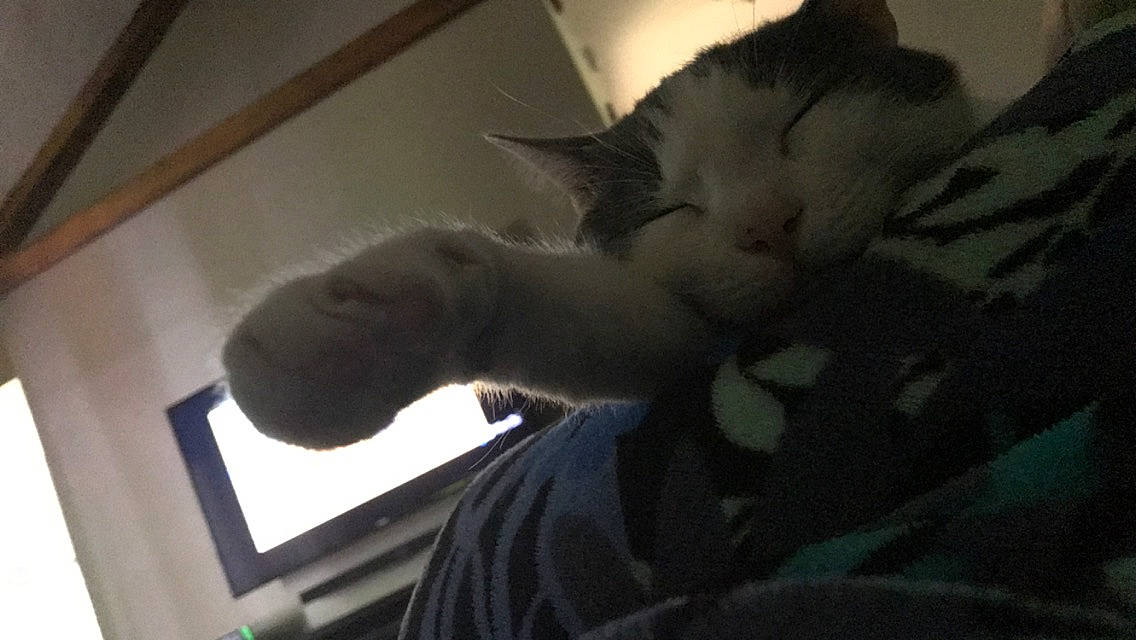 Furry Dennis joined the competition — help win amazing prizes! carnivore, cat, claw, comfort, display_device, domestic_short_haired_cat, ear, felidae, fur, gesture, grey, jaw, paw, personal_computer, small_to_medium_sized_cats, tail, whiskers