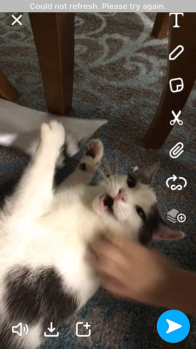 Furry Dennis joined the competition — help win amazing prizes! carnivore, cat, claw, companion_dog, domestic_short_haired_cat, felidae, flooring, font, foot, fur, gesture, logo, mammal, paw, photo_caption, small_to_medium_sized_cats, tail, vertebrate, whiskers