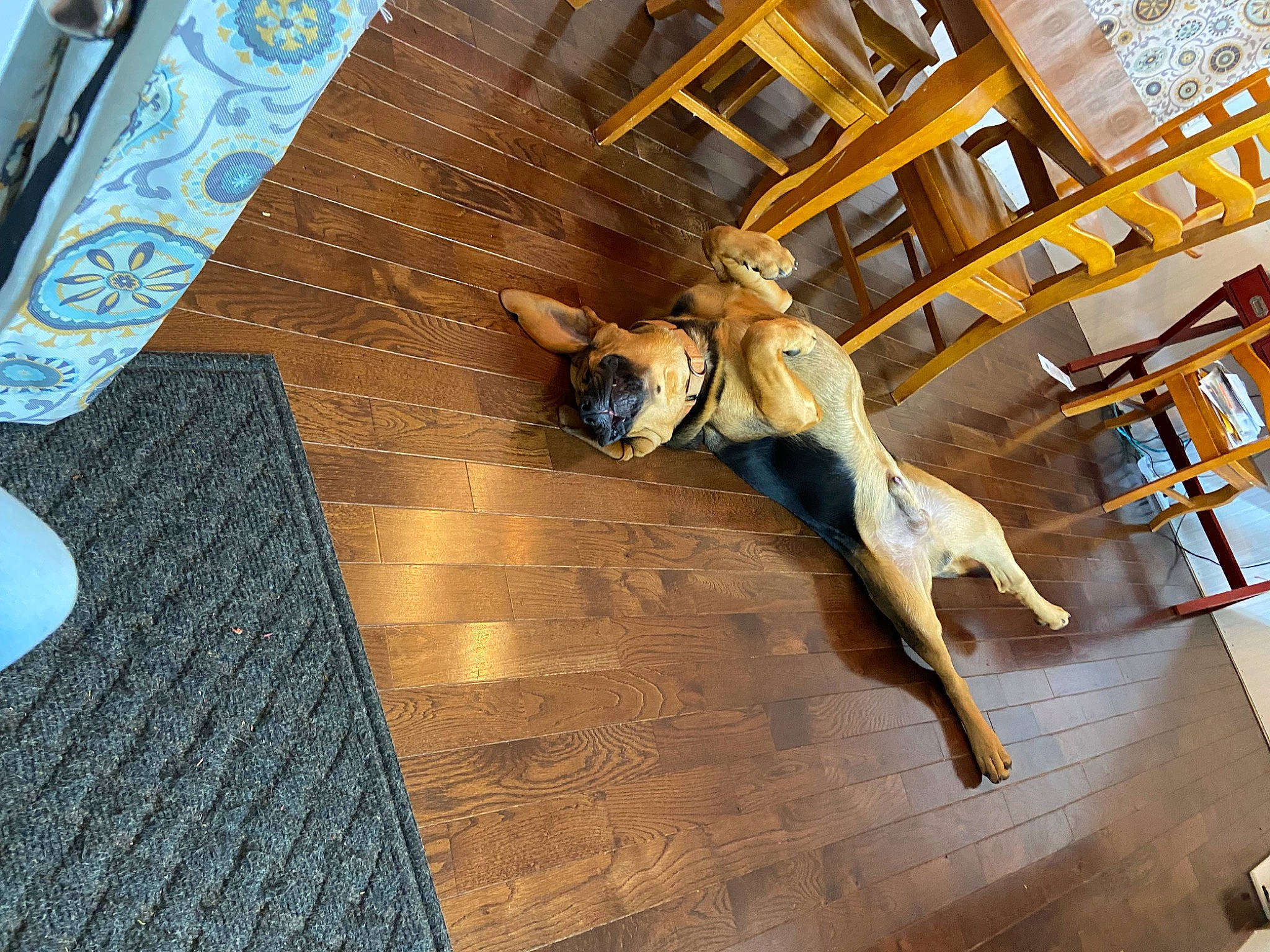 Clifton Andrew joined the competition — help win amazing prizes! art, building, carnivore, chair, companion_dog, dog, dog_breed, fawn, floor, flooring, hardwood, laminate_flooring, leisure, sculpture, sporting_group, table, wood, wood_flooring, wood_stain, working_animal