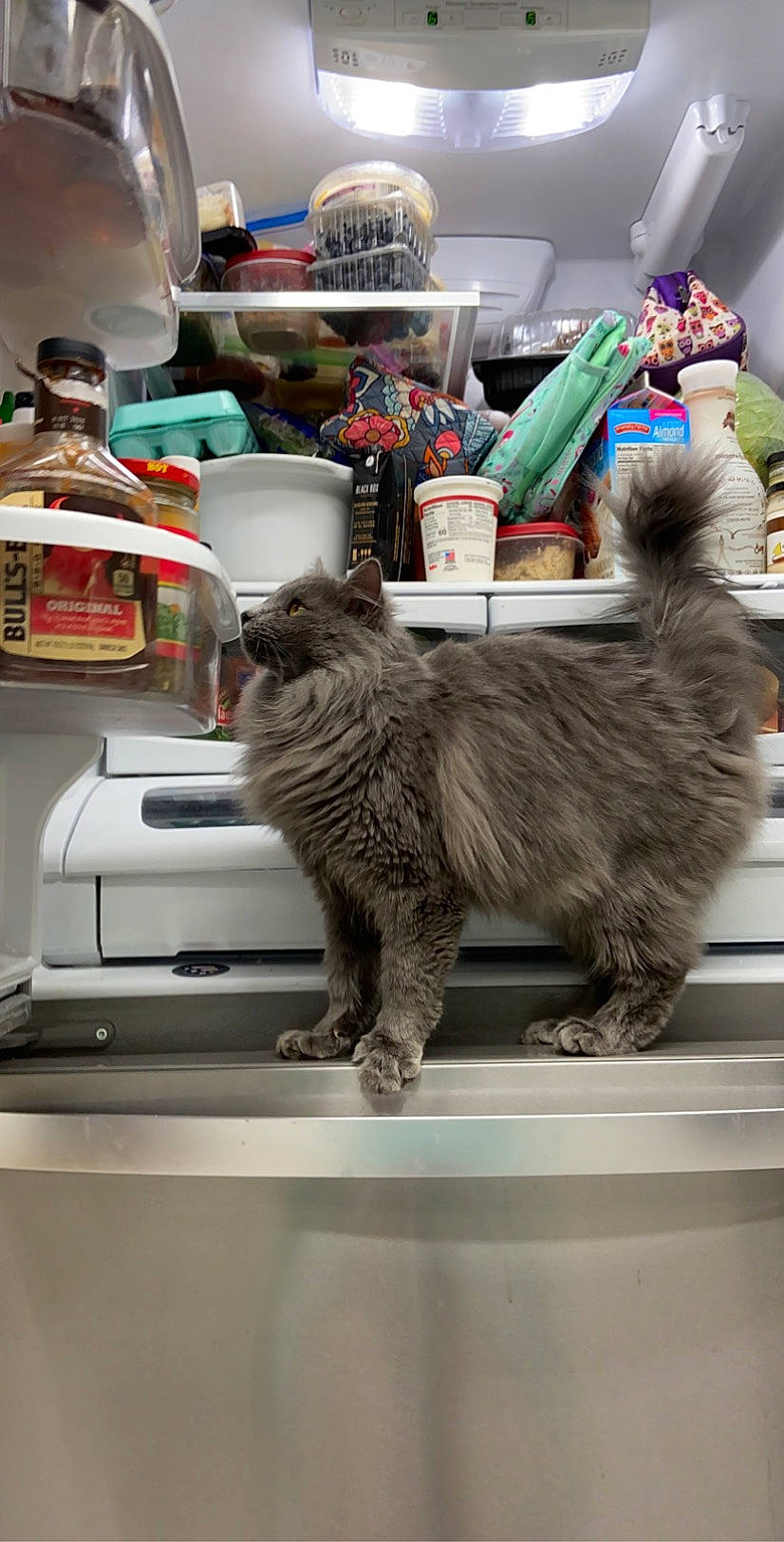 Grey Cat is registered to the contest to win money with this photo: box, carnivore, cat, companion_dog, domestic_short_haired_cat, felidae, fur, machine, paw, room, small_to_medium_sized_cats, tail, whiskers