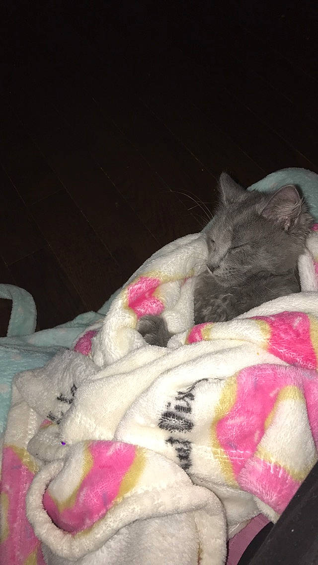 Grey Cat is registered to the contest to win money with this photo: carmine, carnivore, cat, claw, comfort, domestic_short_haired_cat, fawn, felidae, fur, magenta, nap, paw, pink, plush, small_to_medium_sized_cats, snout, stuffed_toy, tail, whiskers